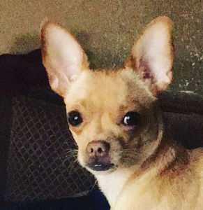 Meet your Posher, Maggie